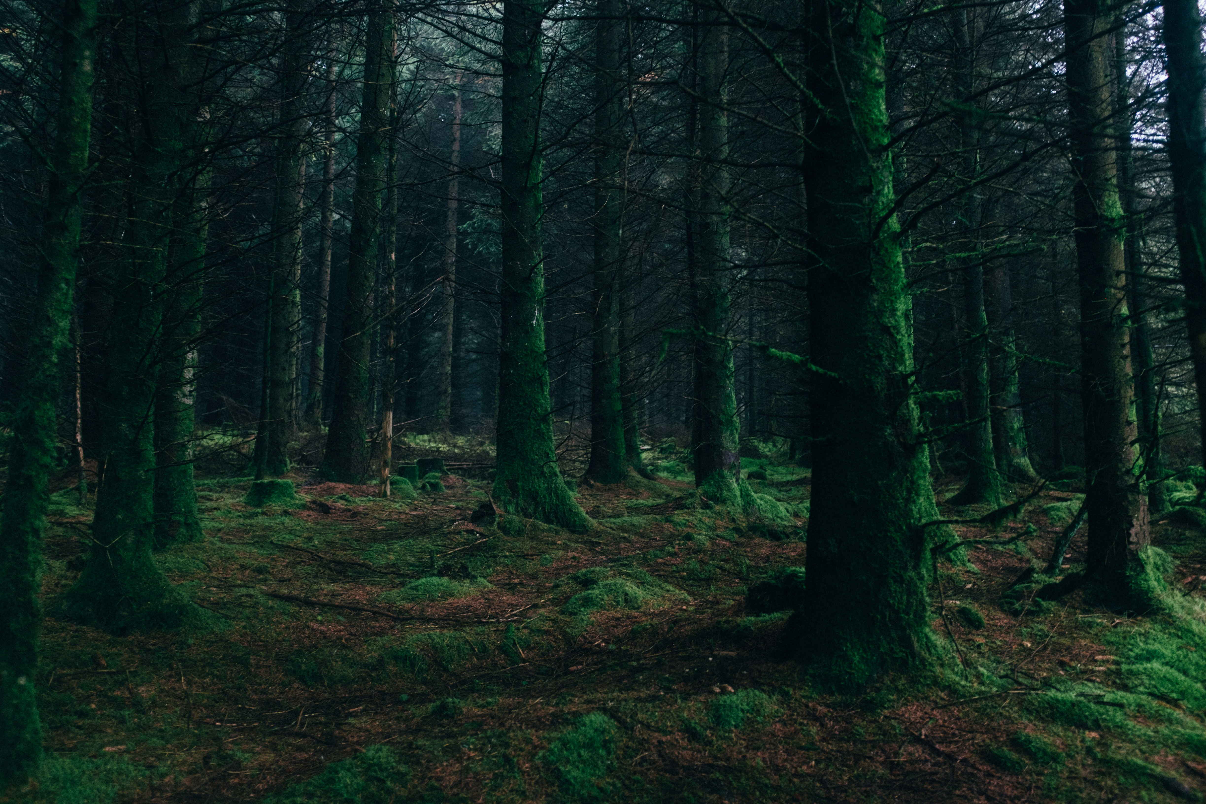 A quiet forest inviting a closer look